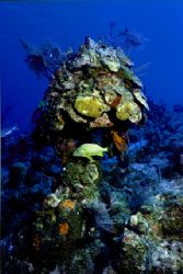 French Grunt takes refuge under coral "umbrella." Taken o... by Matthew Shanley 
